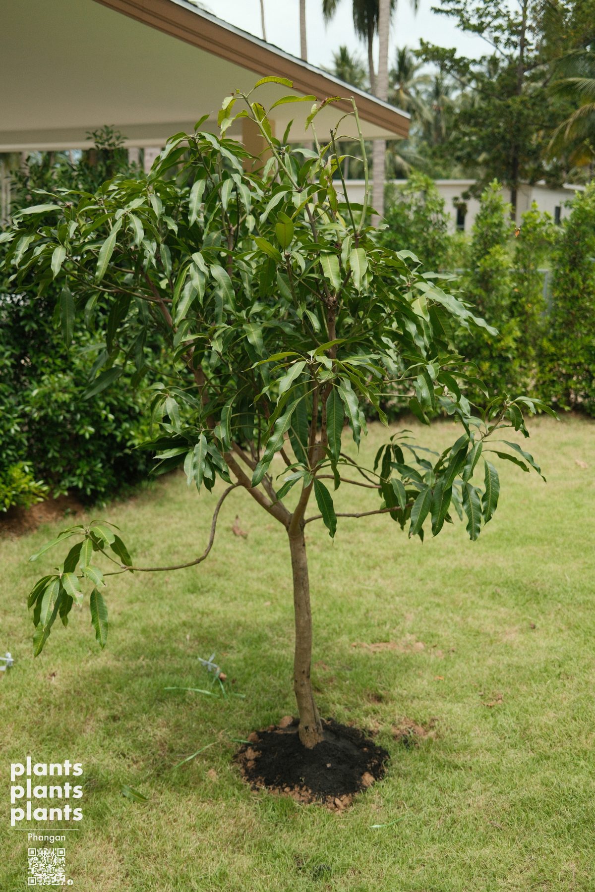 Mango tree (Keaw Saweaw)