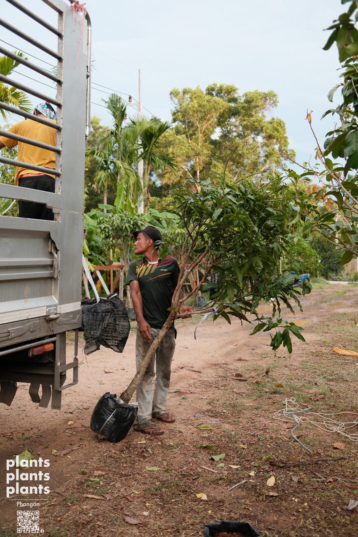 Mango tree (Keaw Saweaw)