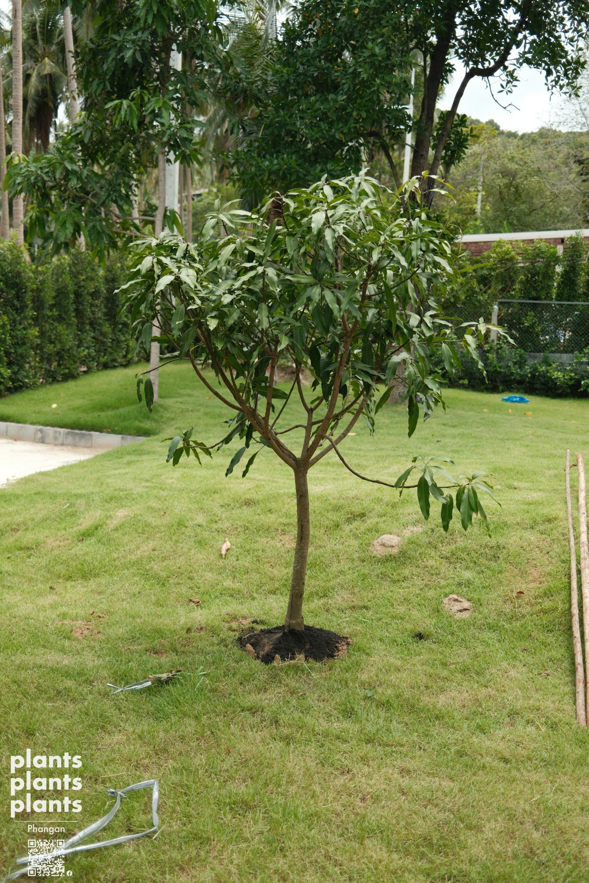 Mango tree (Keaw Saweaw)