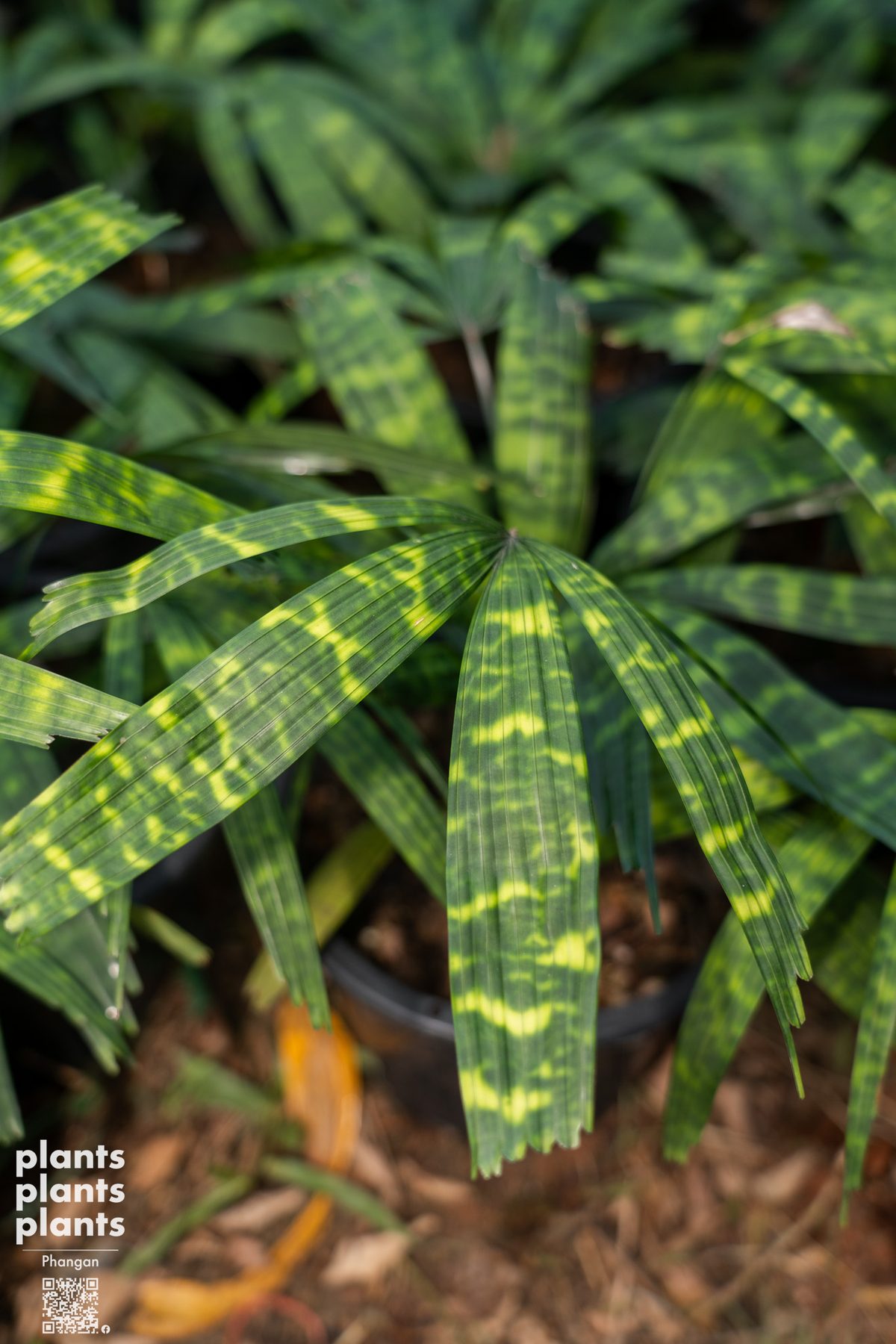 Mapu palm