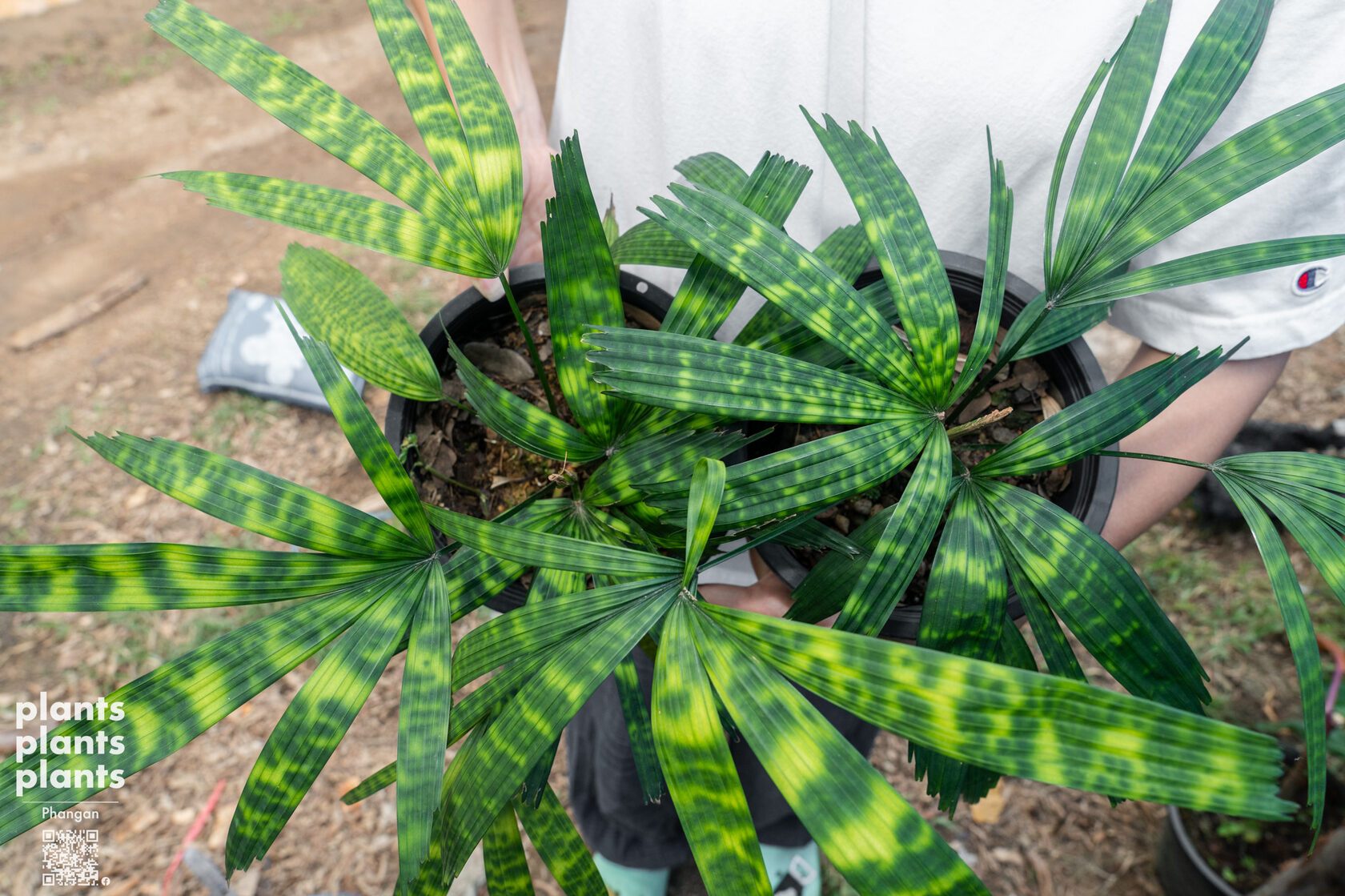 Mapu palm
