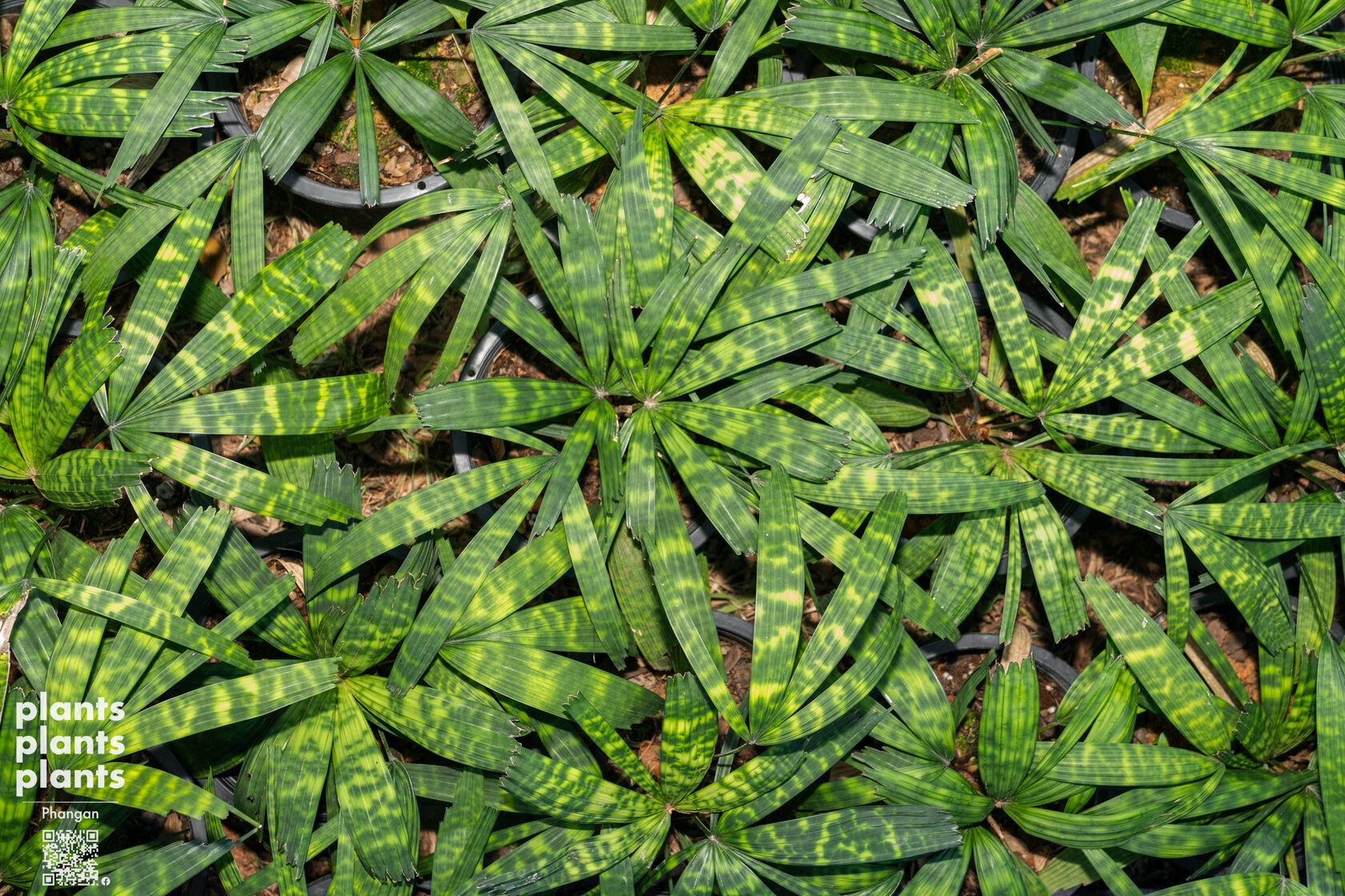 Mapu palm