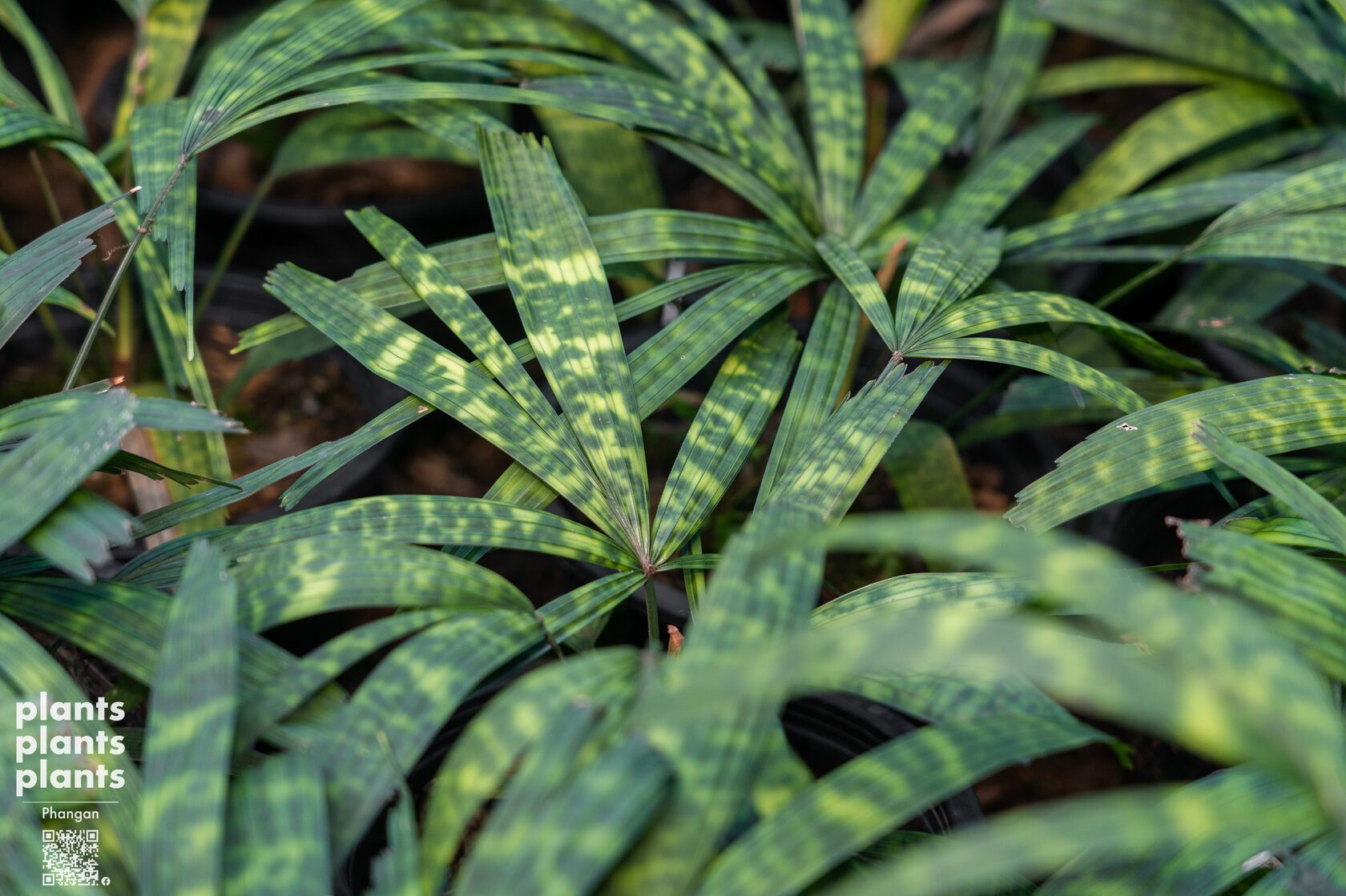 Mapu palm
