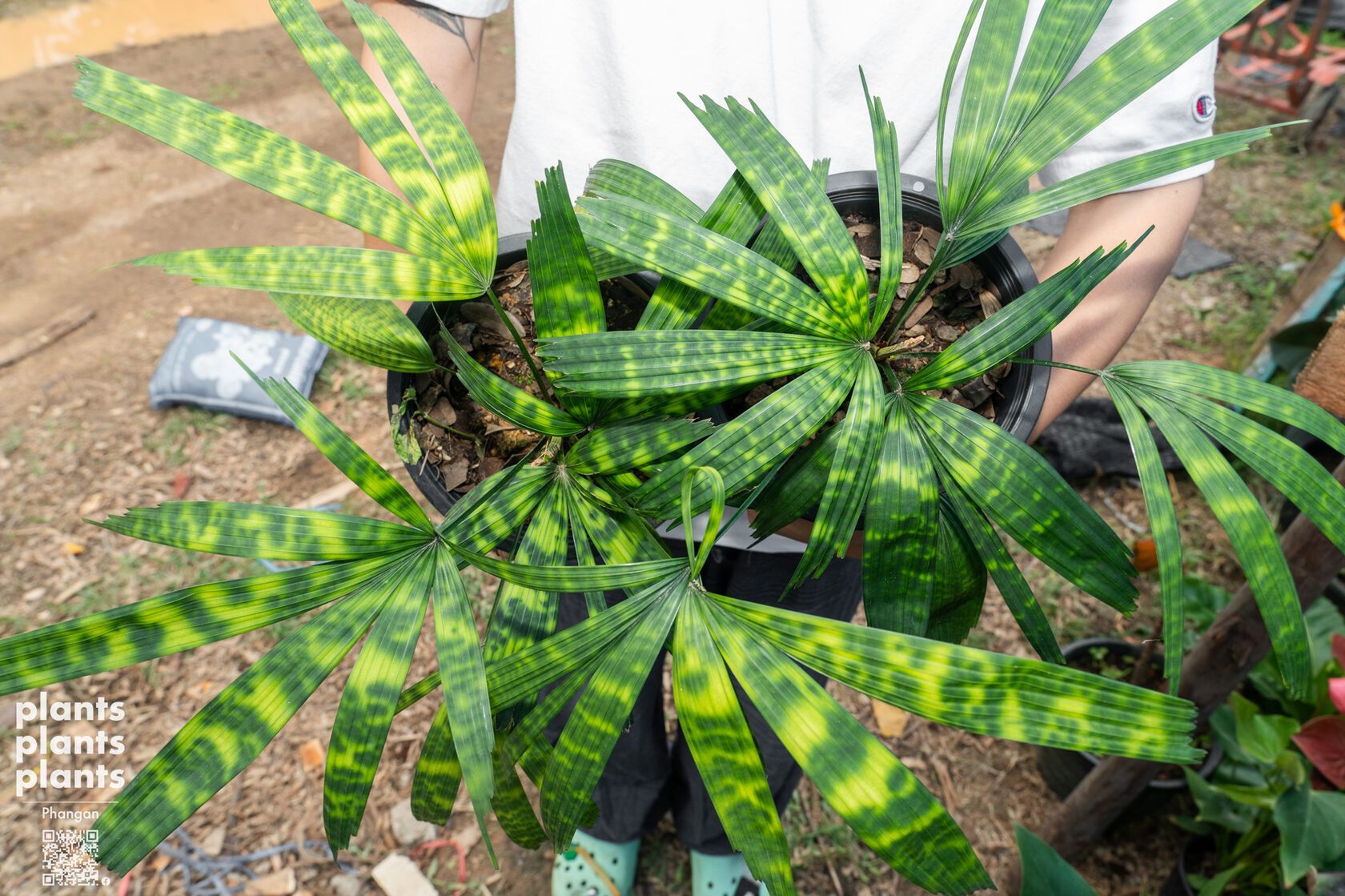Mapu palm