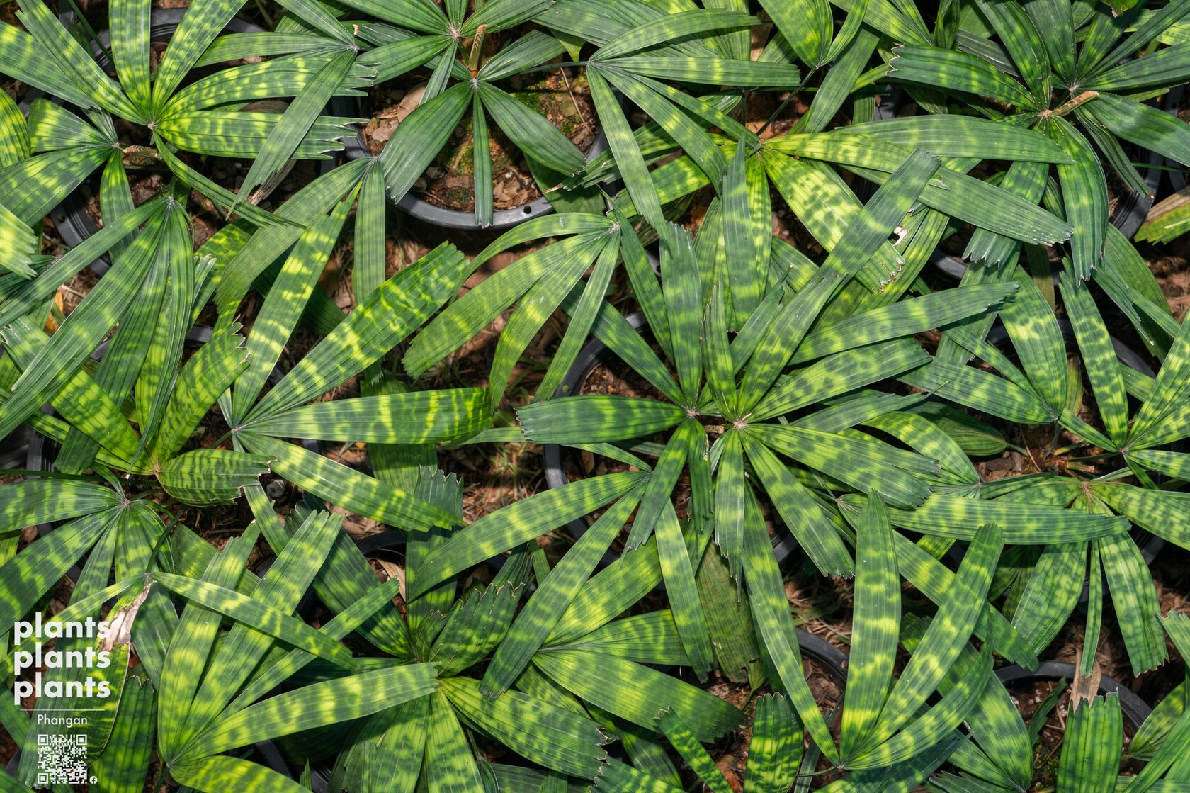 Mapu palm
