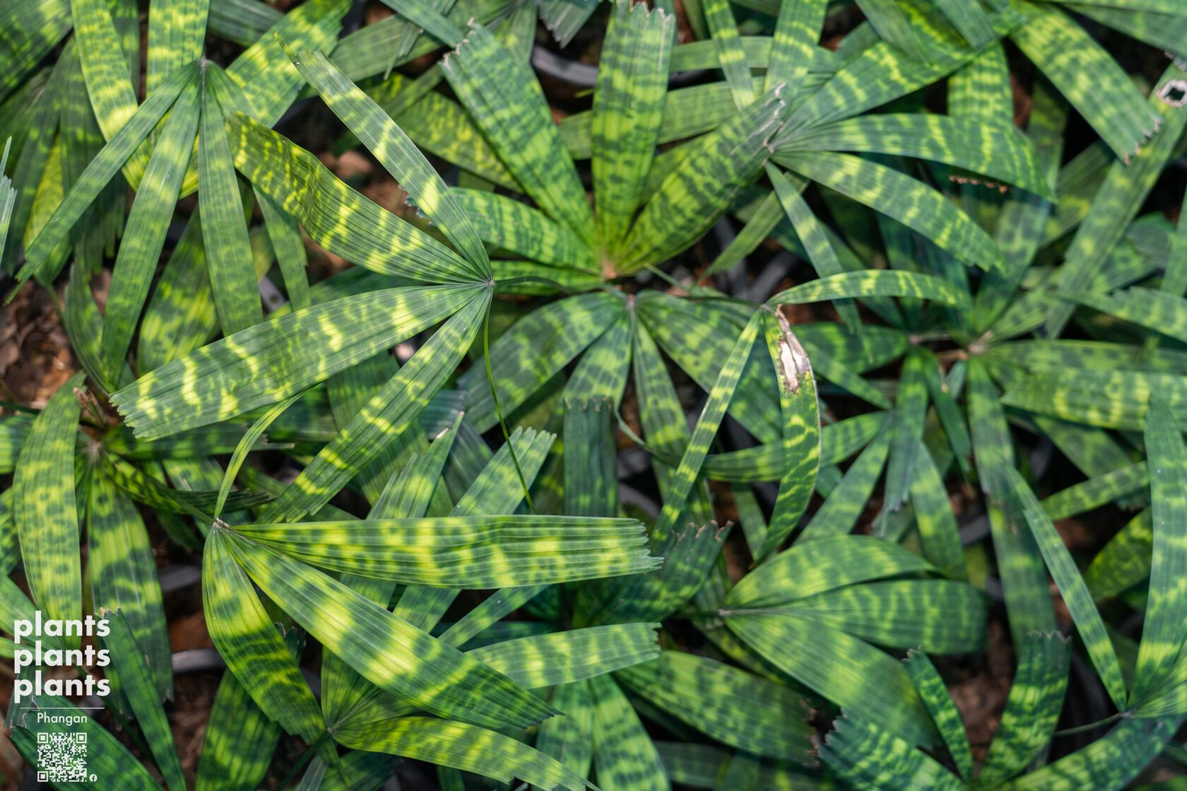 Mapu palm