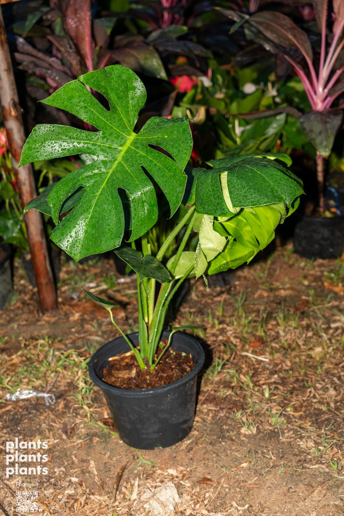 Monstera