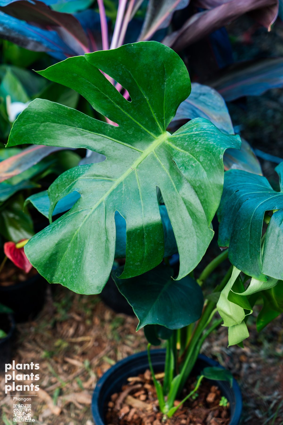 Monstera