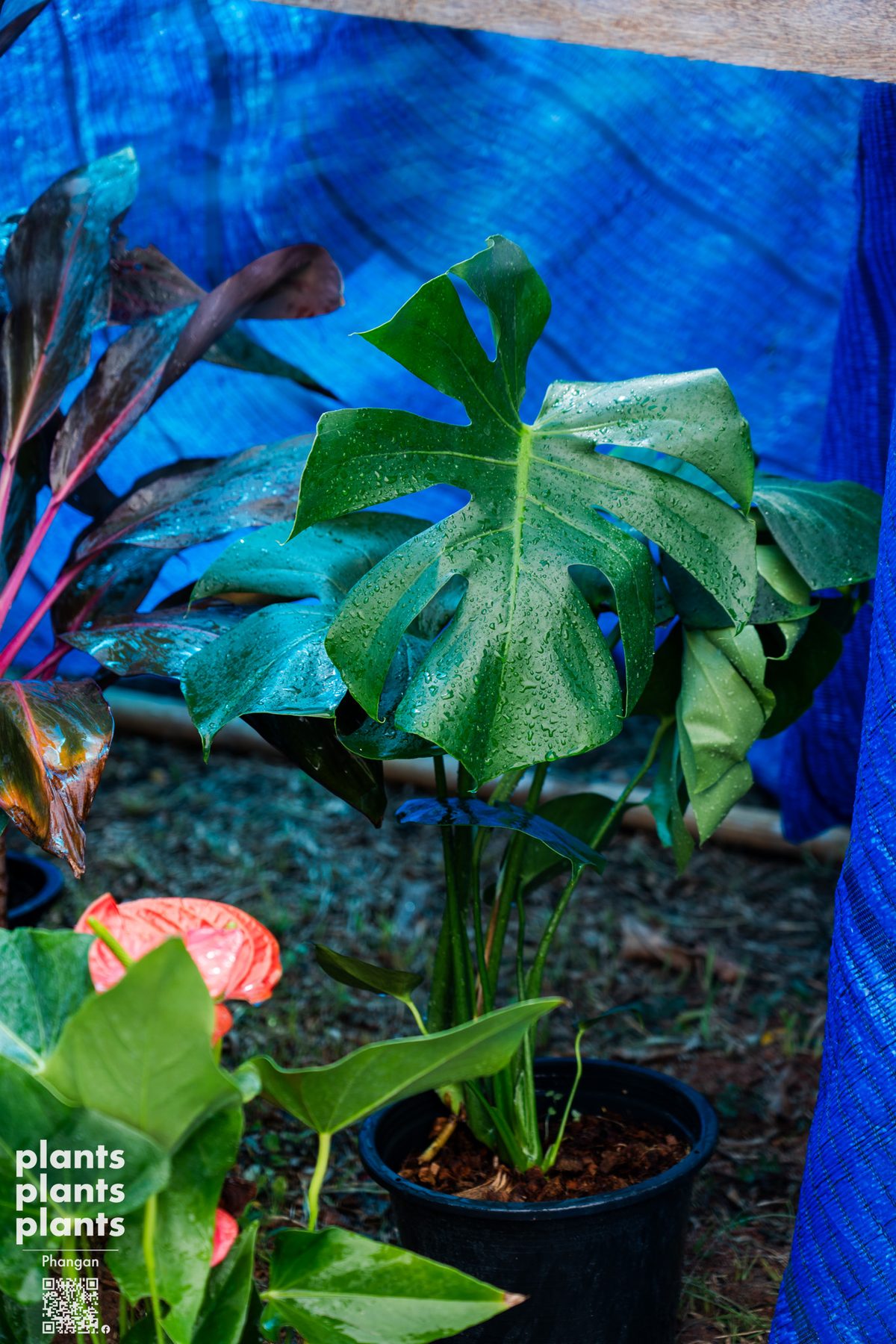 Monstera