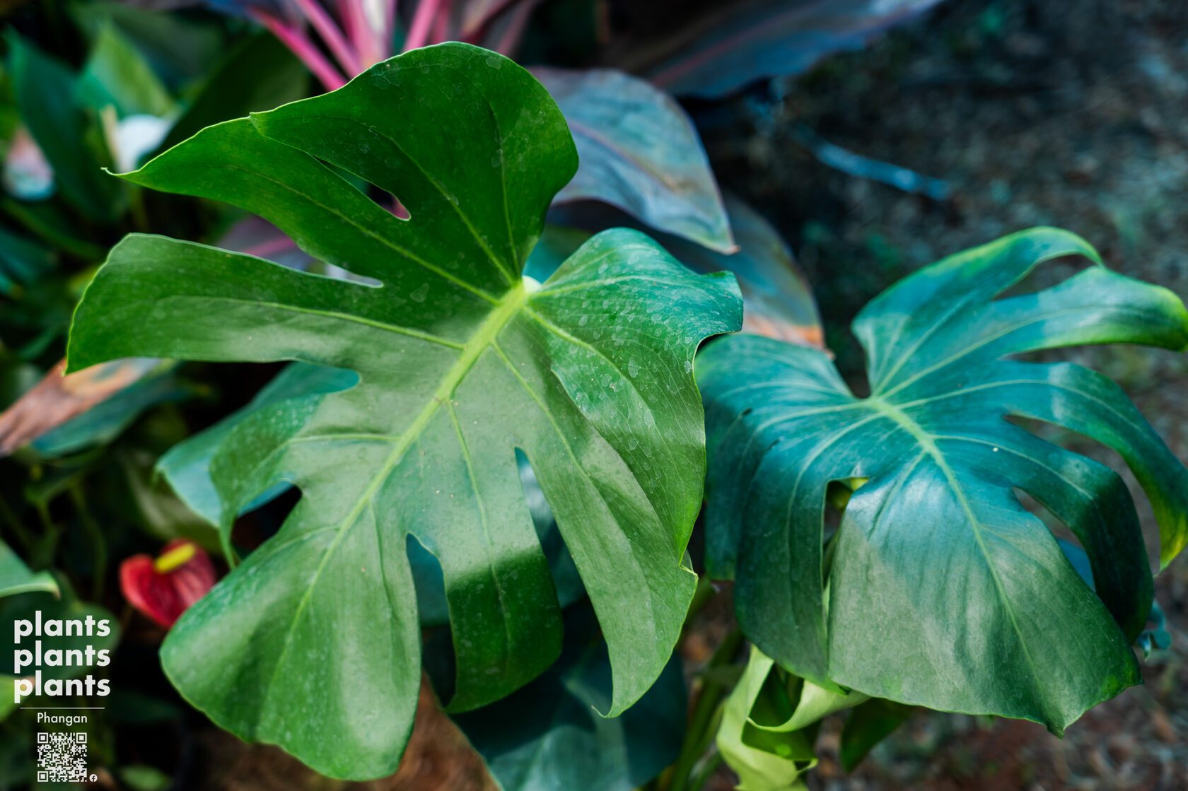 Monstera