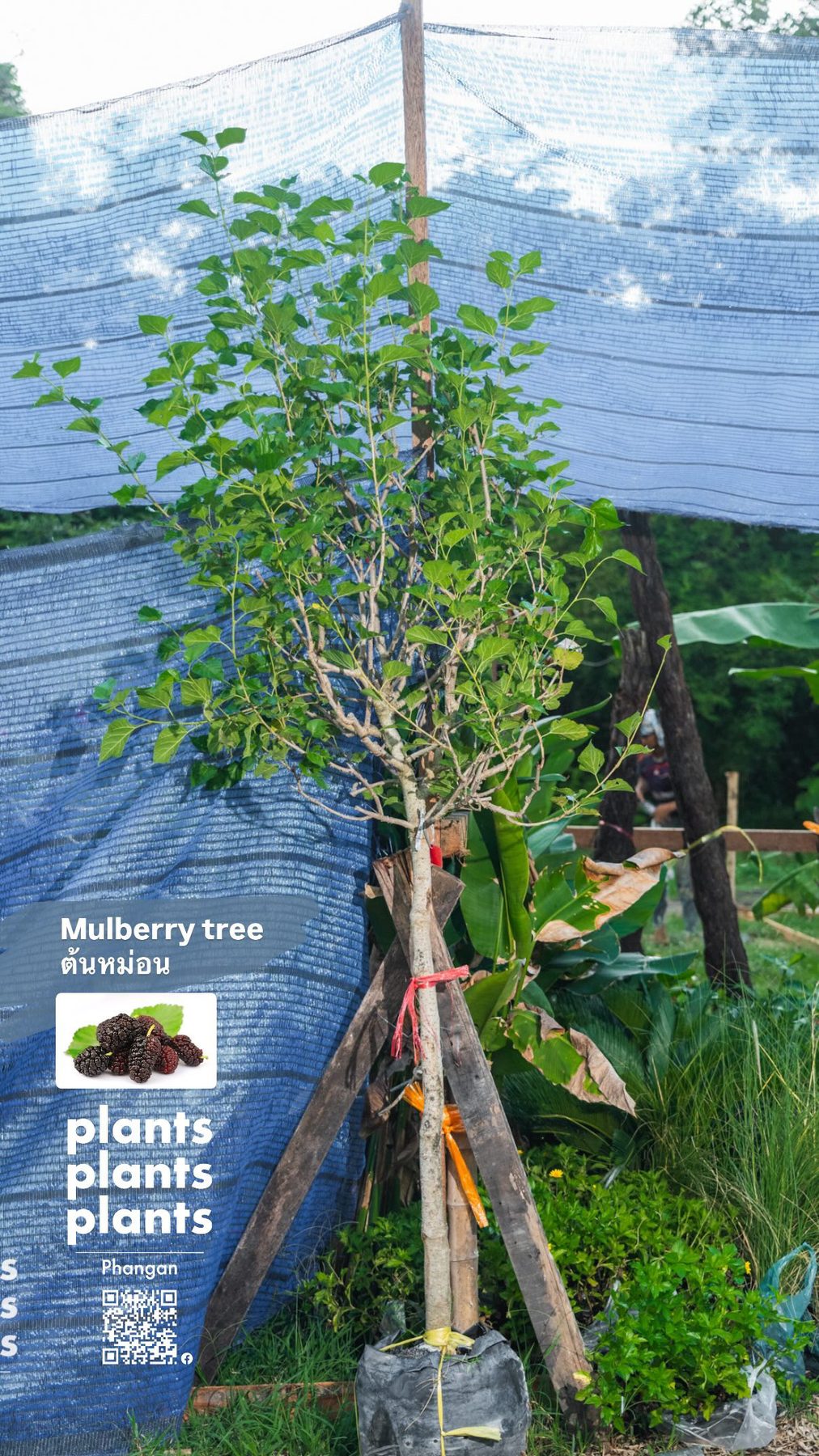 Mulberry