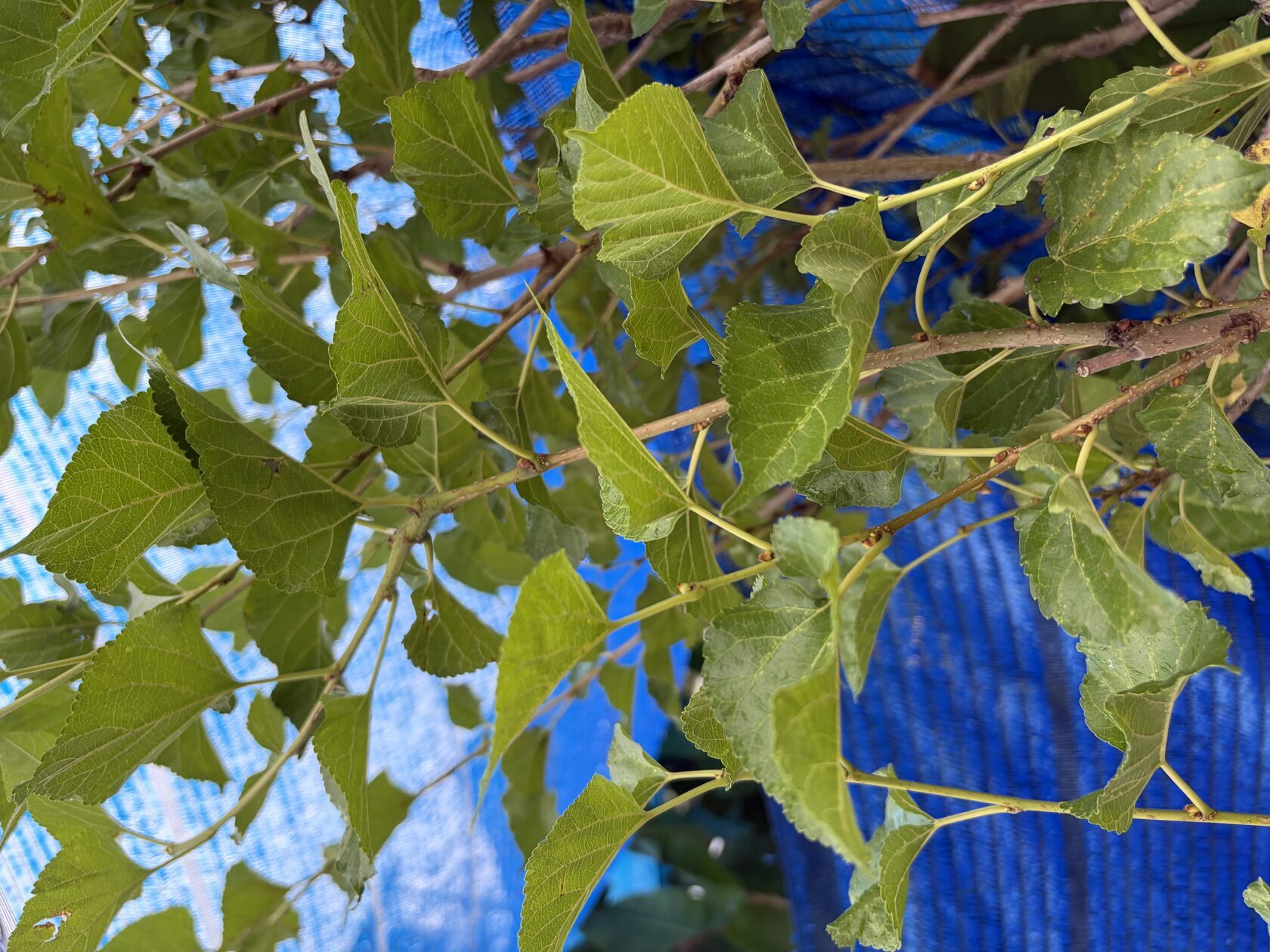 Mulberry