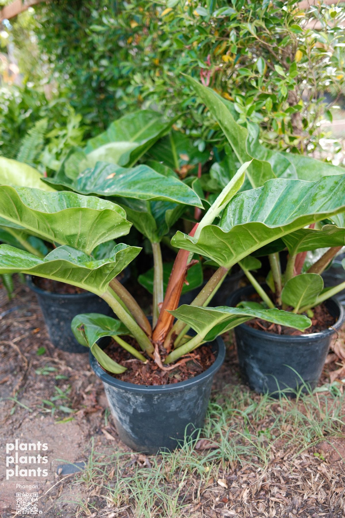 Philodendron sp. 'Ruaysap' - 11"