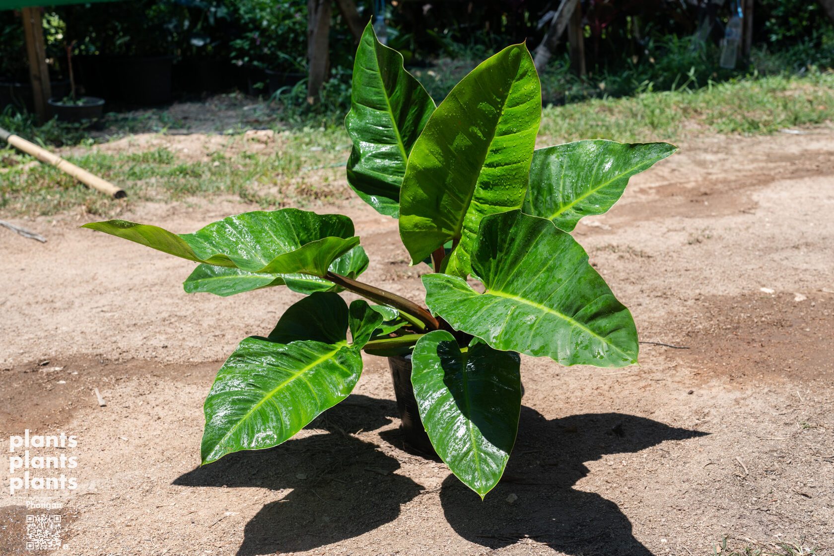 Philodendron sp. 'Ruaysap' - 11"