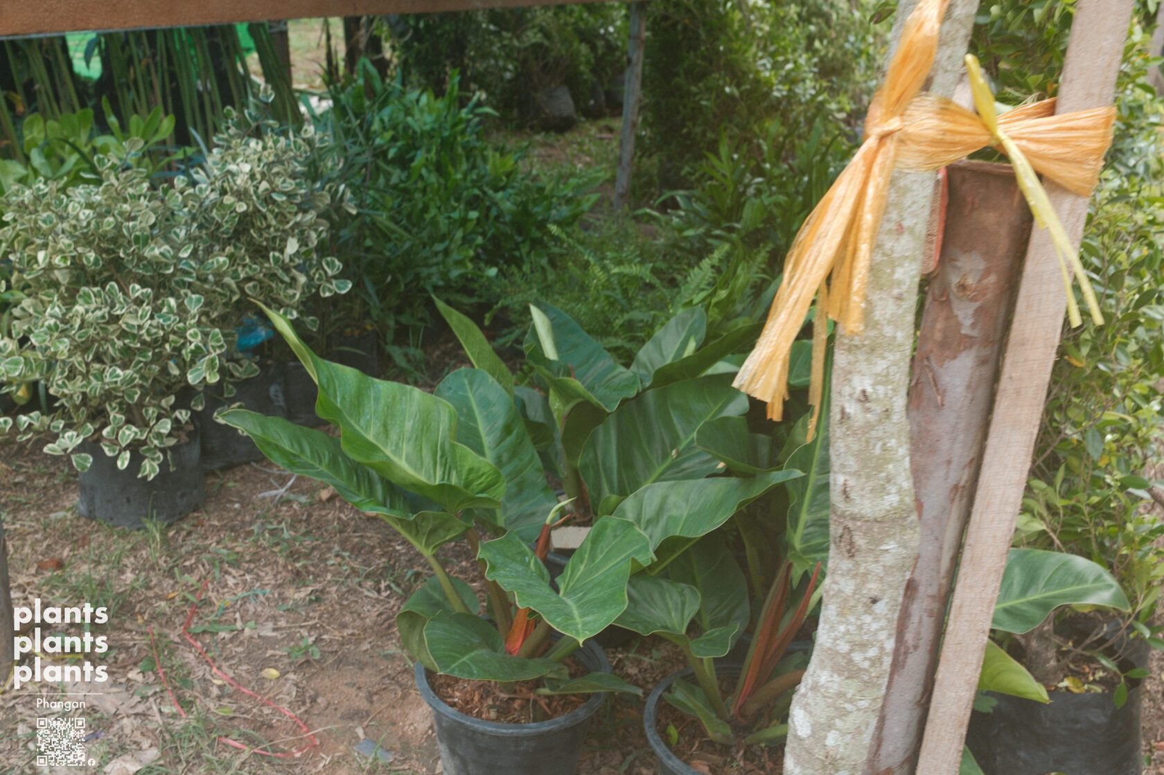 Philodendron sp. 'Ruaysap' - 11"