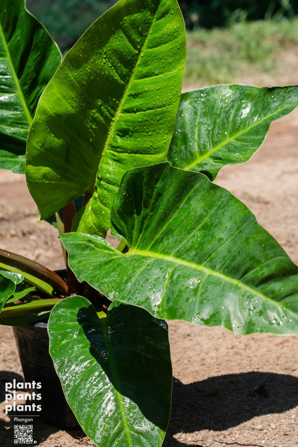 Philodendron sp. 'Ruaysap' - 11"