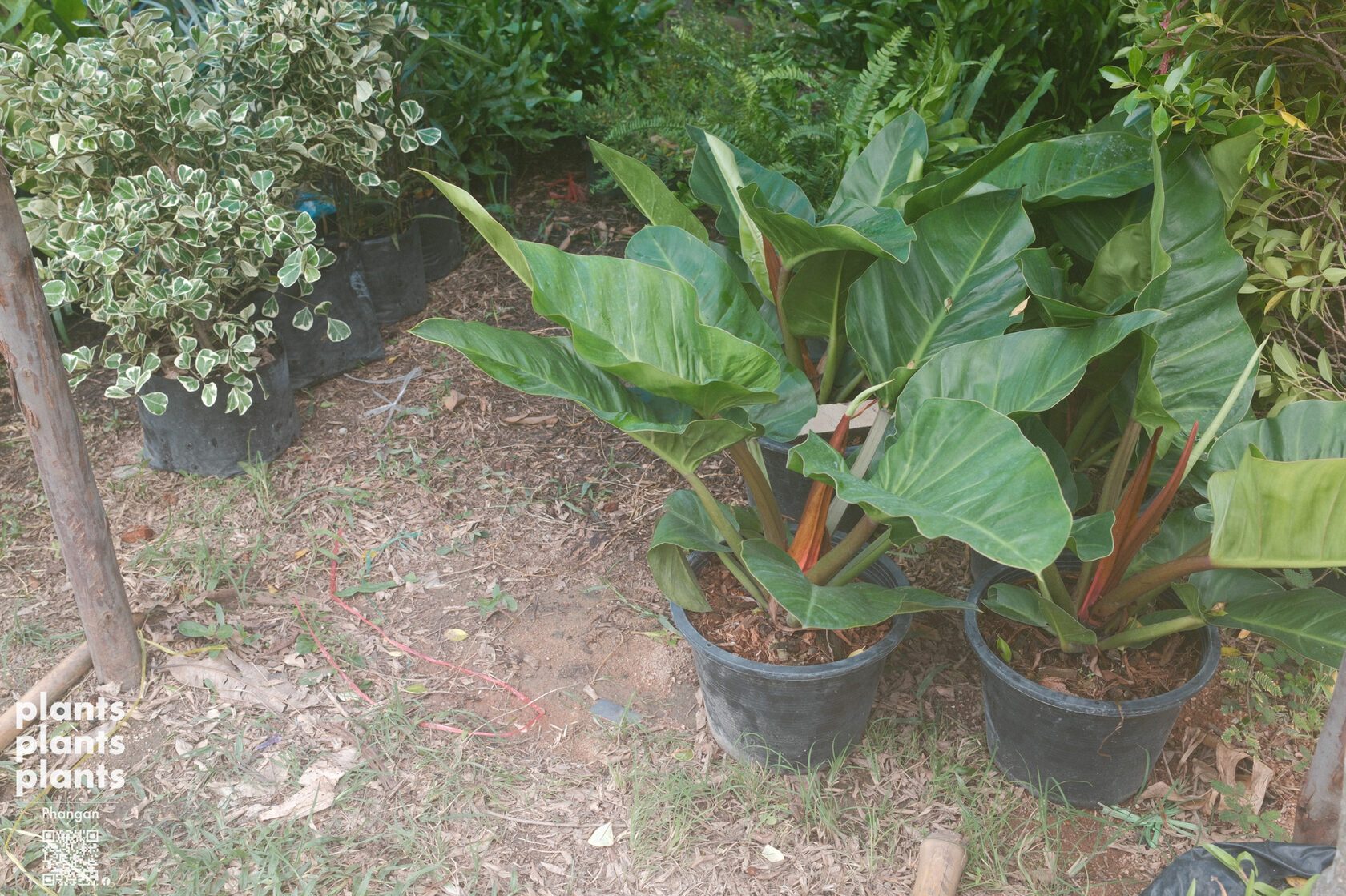 Philodendron sp. 'Ruaysap' - 11"