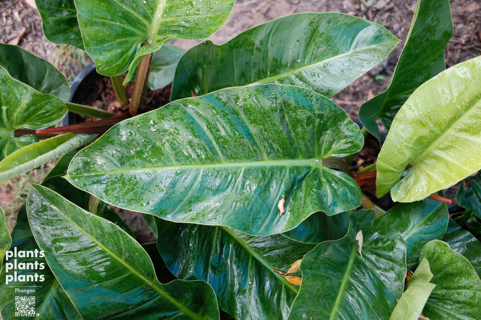 Philodendron sp. 'Ruaysap' - 11"