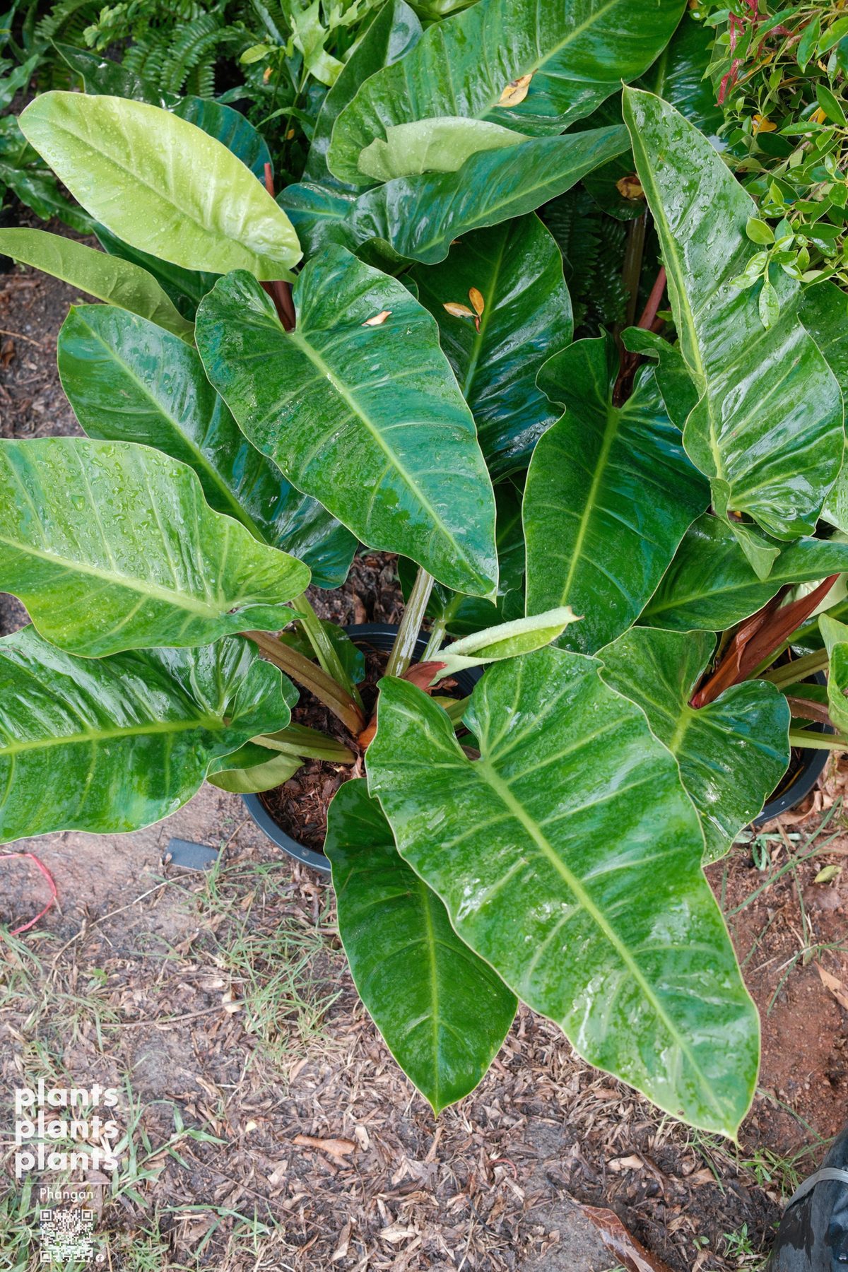 Philodendron sp. 'Ruaysap' - 11"
