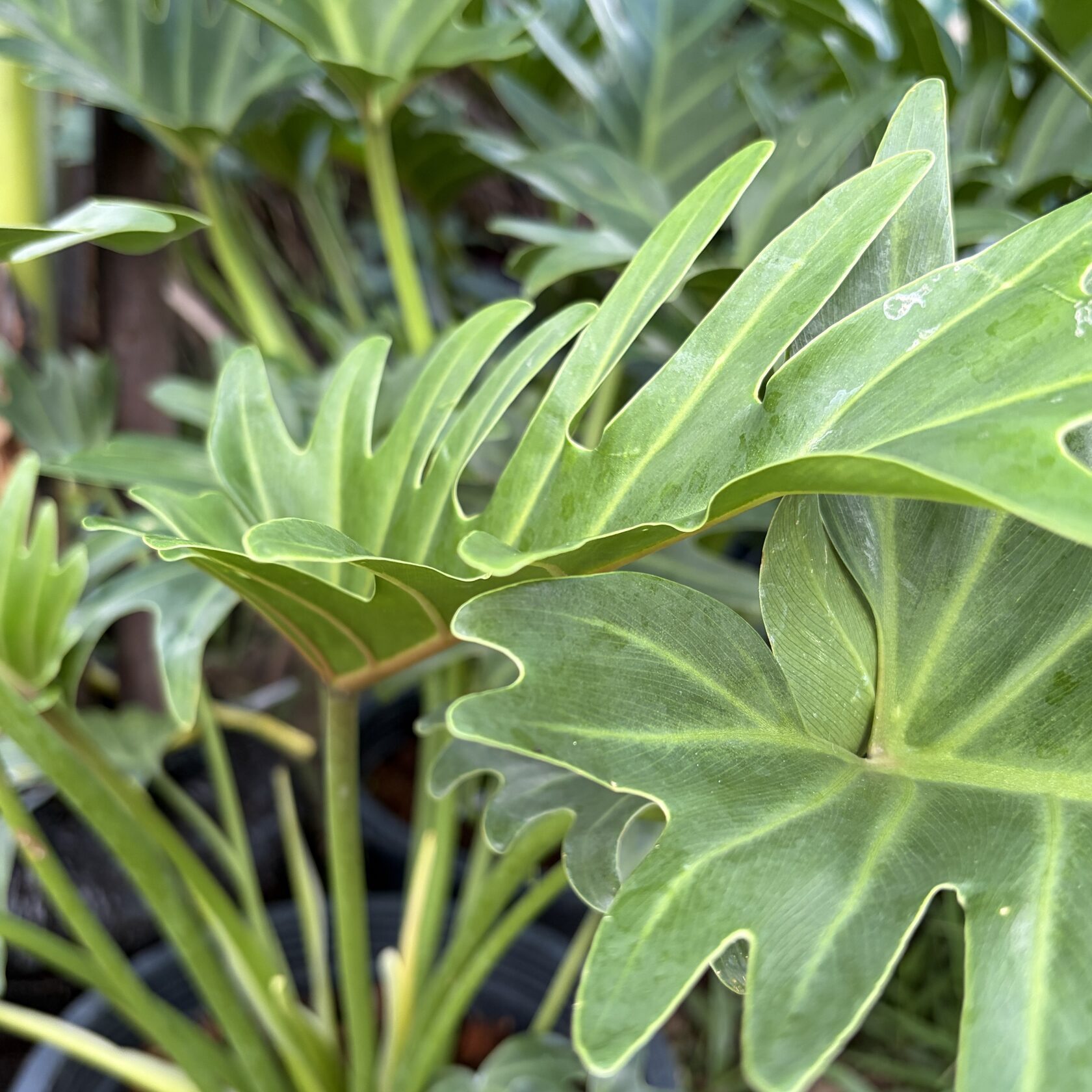 Philodendron Xanadu