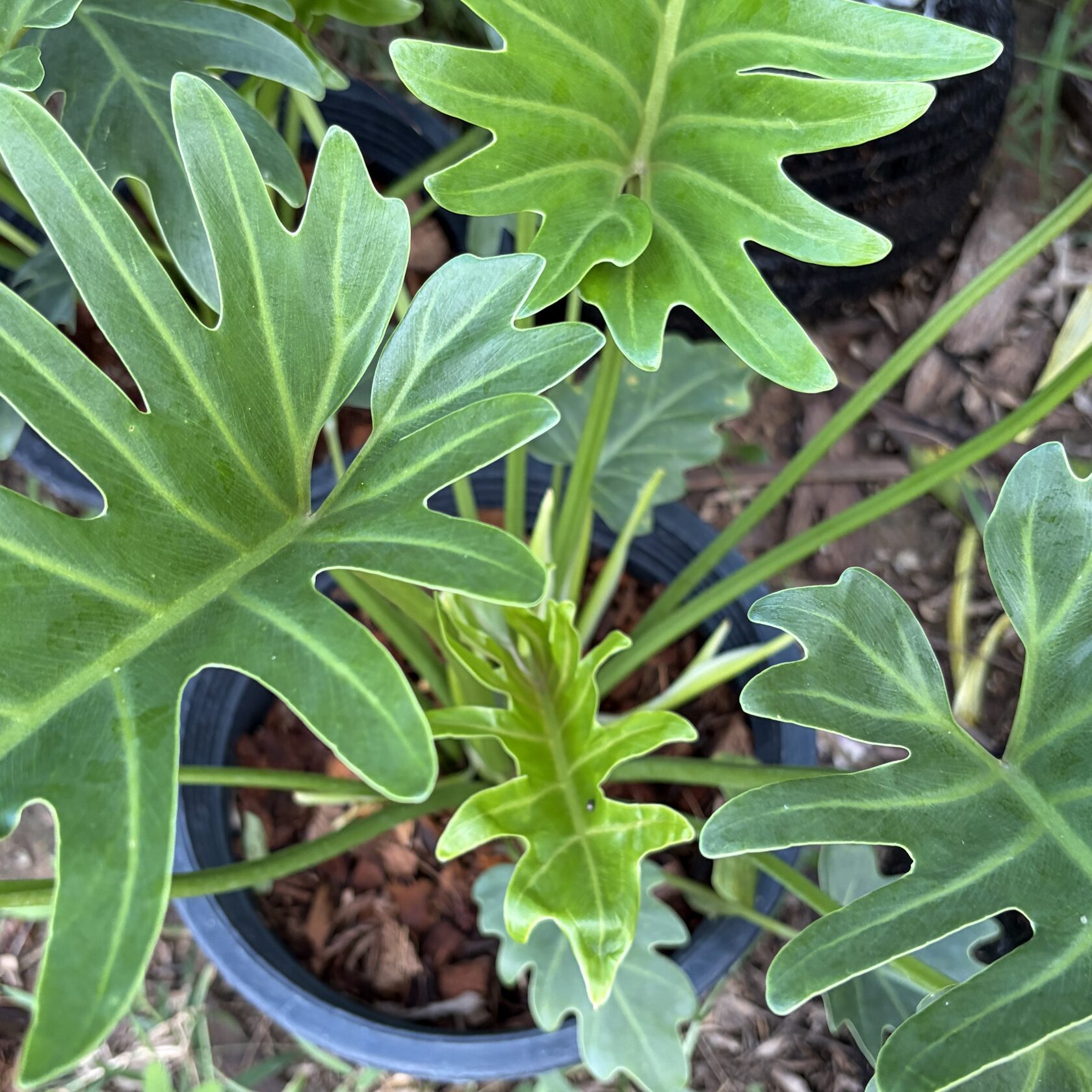 Philodendron Xanadu