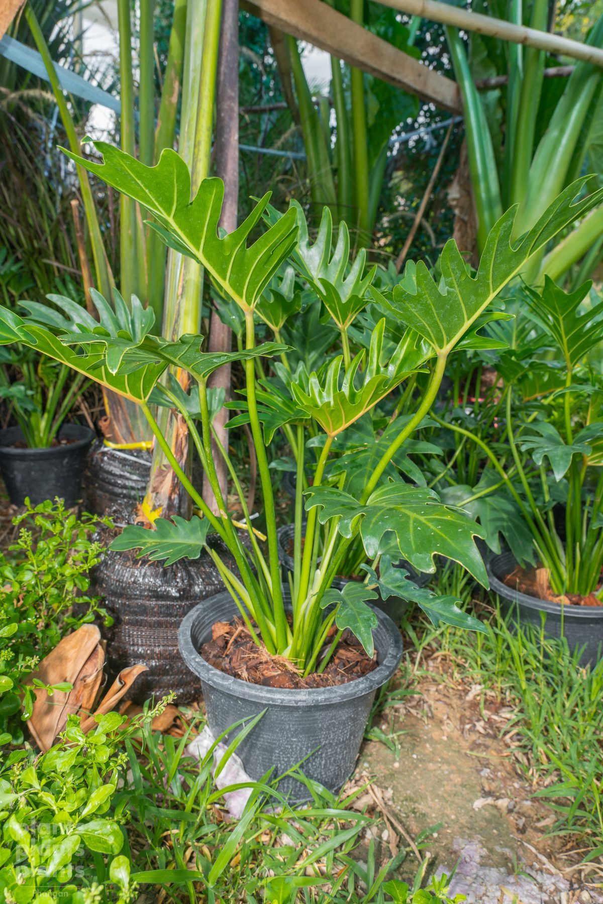 Philodendron Xanadu