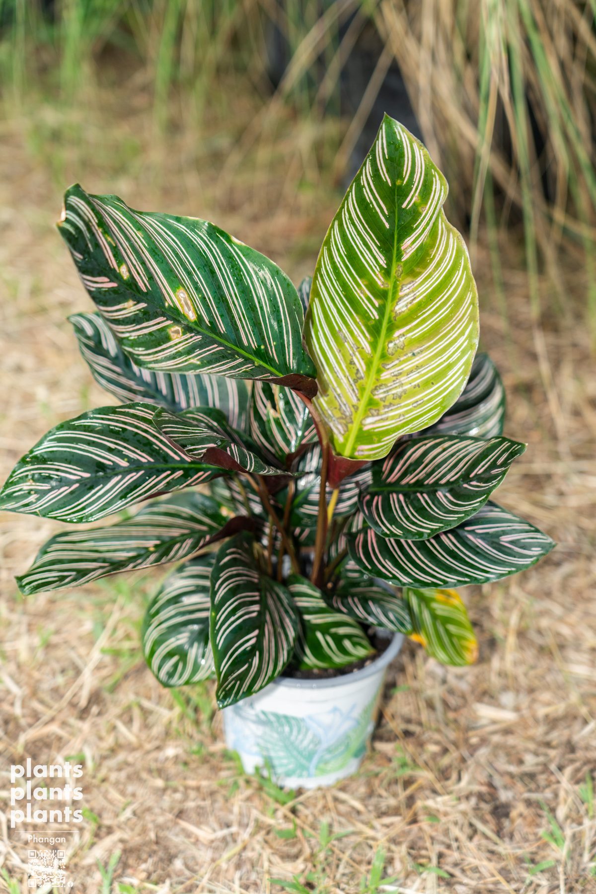 Pinstripe Plant / Calathea Ornata