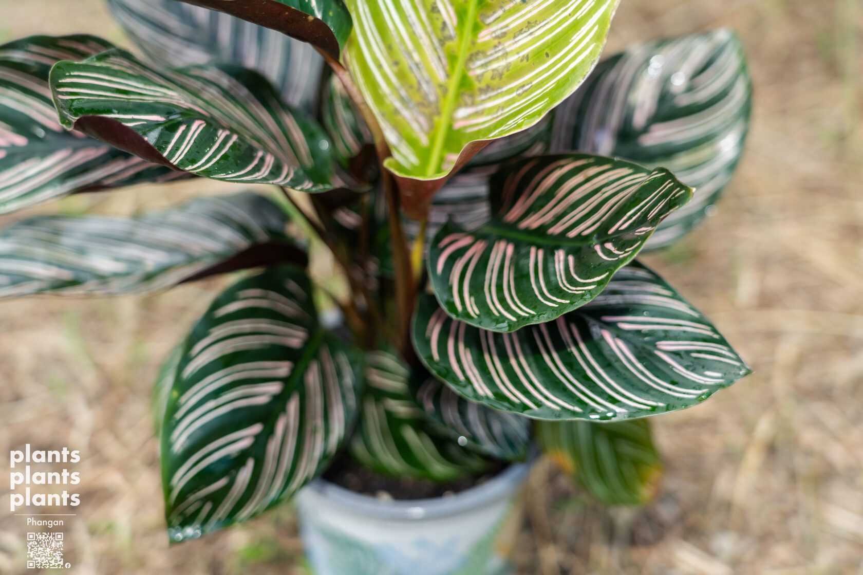 Pinstripe Plant / Calathea Ornata