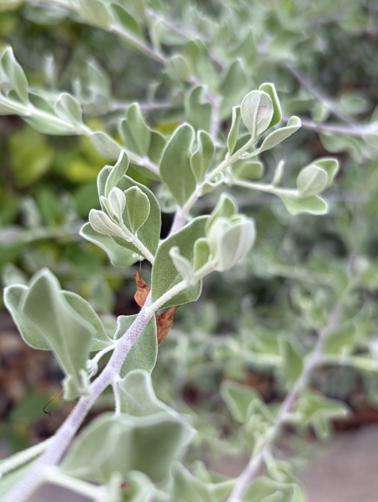 Purple Sage/Texas Sage