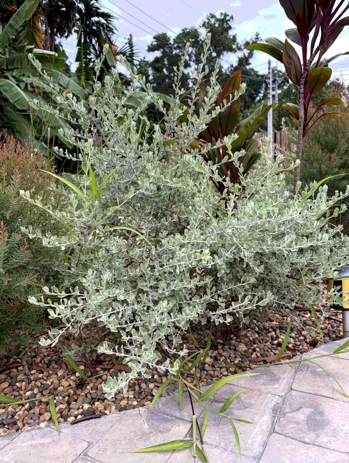 Purple Sage/Texas Sage