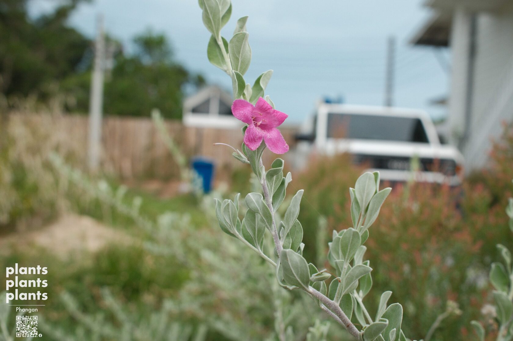 Purple Sage/Texas Sage