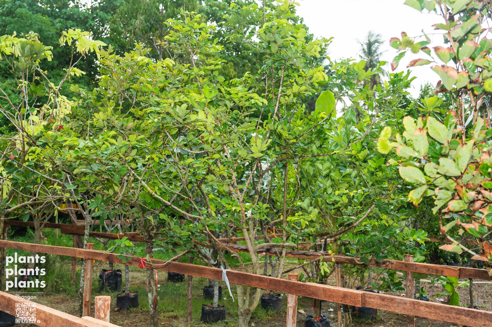 Rambutans