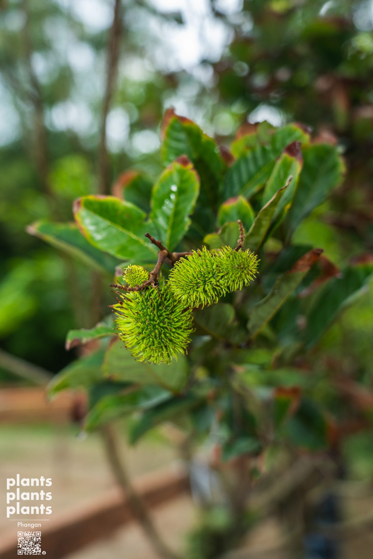 Rambutans