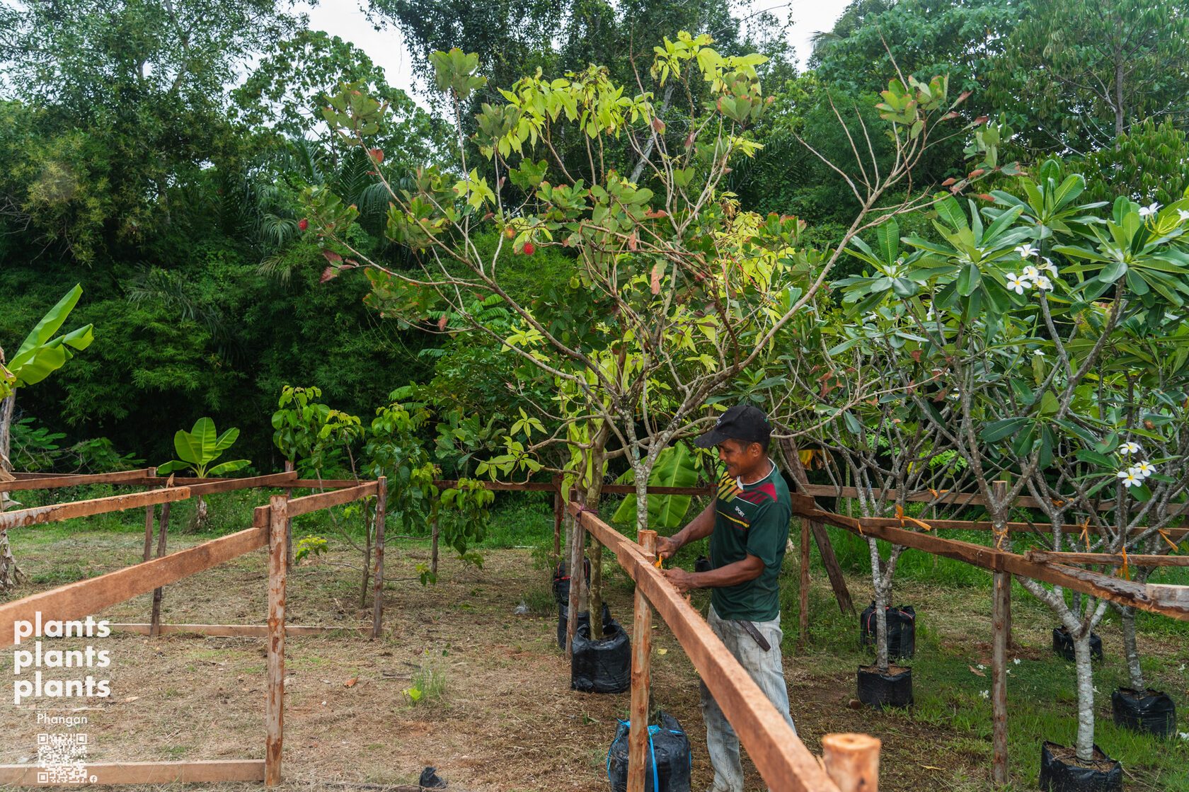 Rambutans