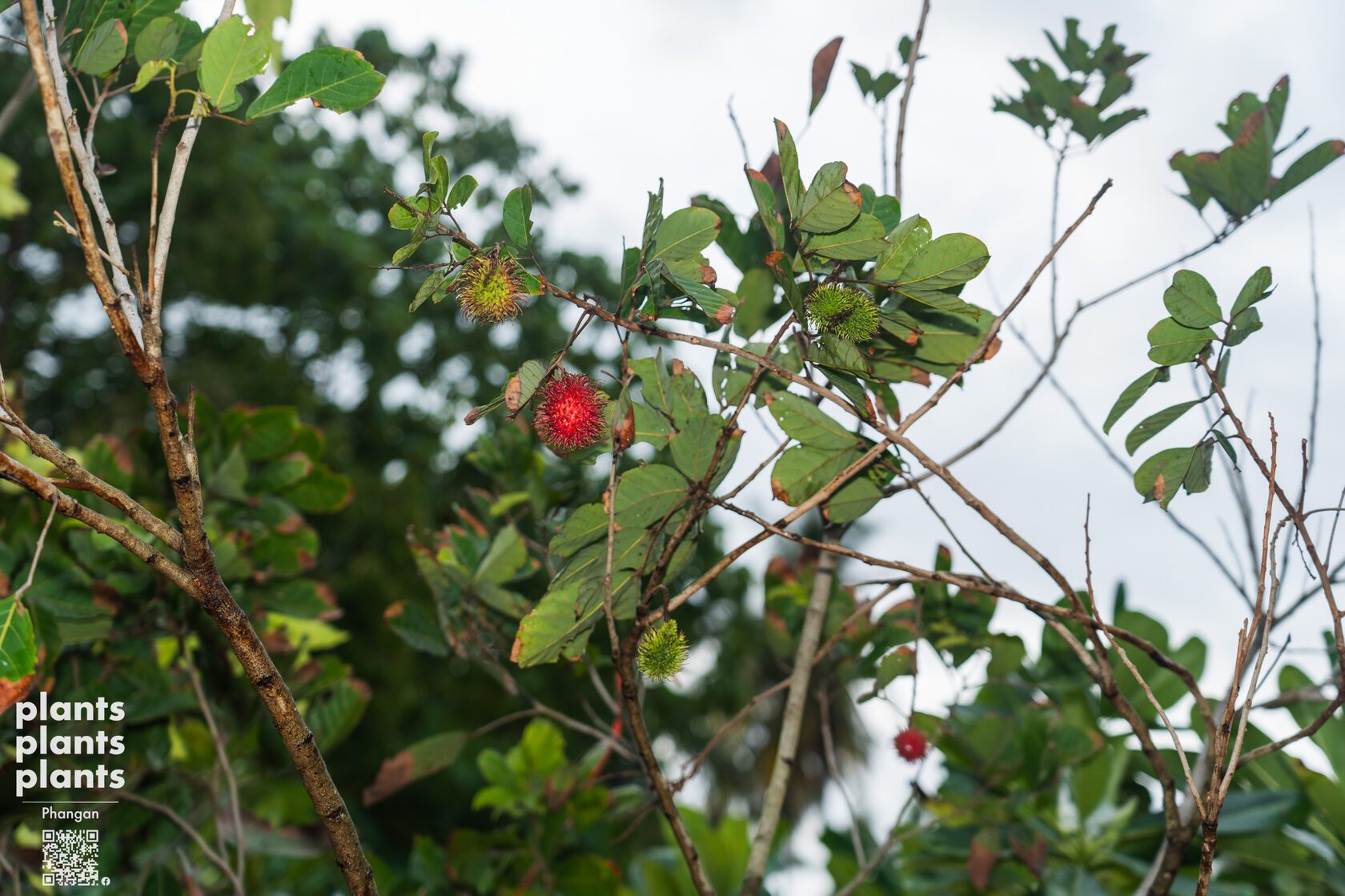 Rambutans