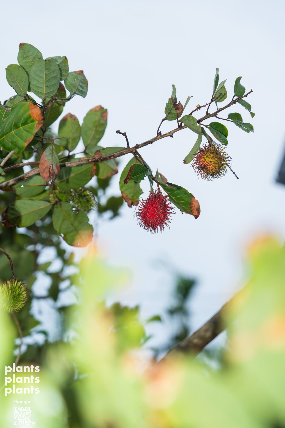 Rambutans