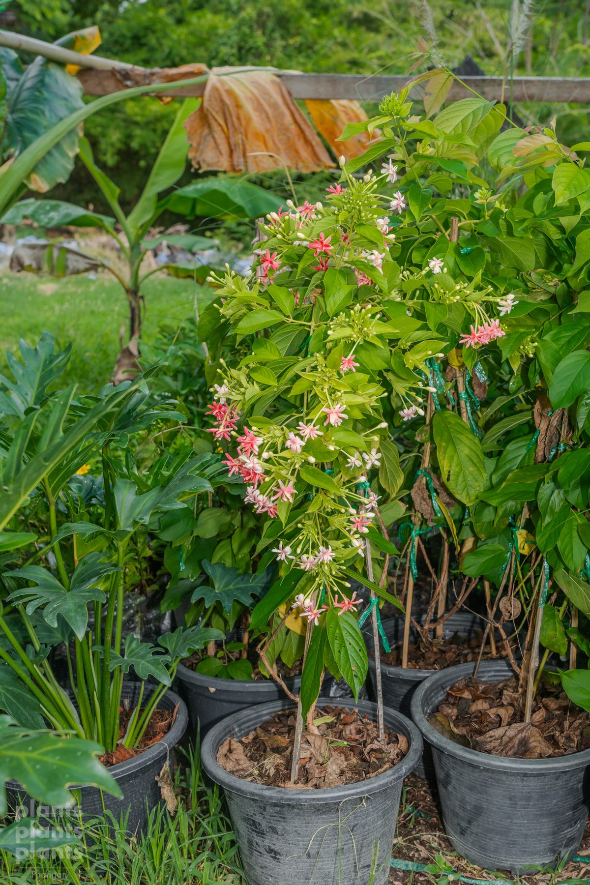 Rangoon Creeper