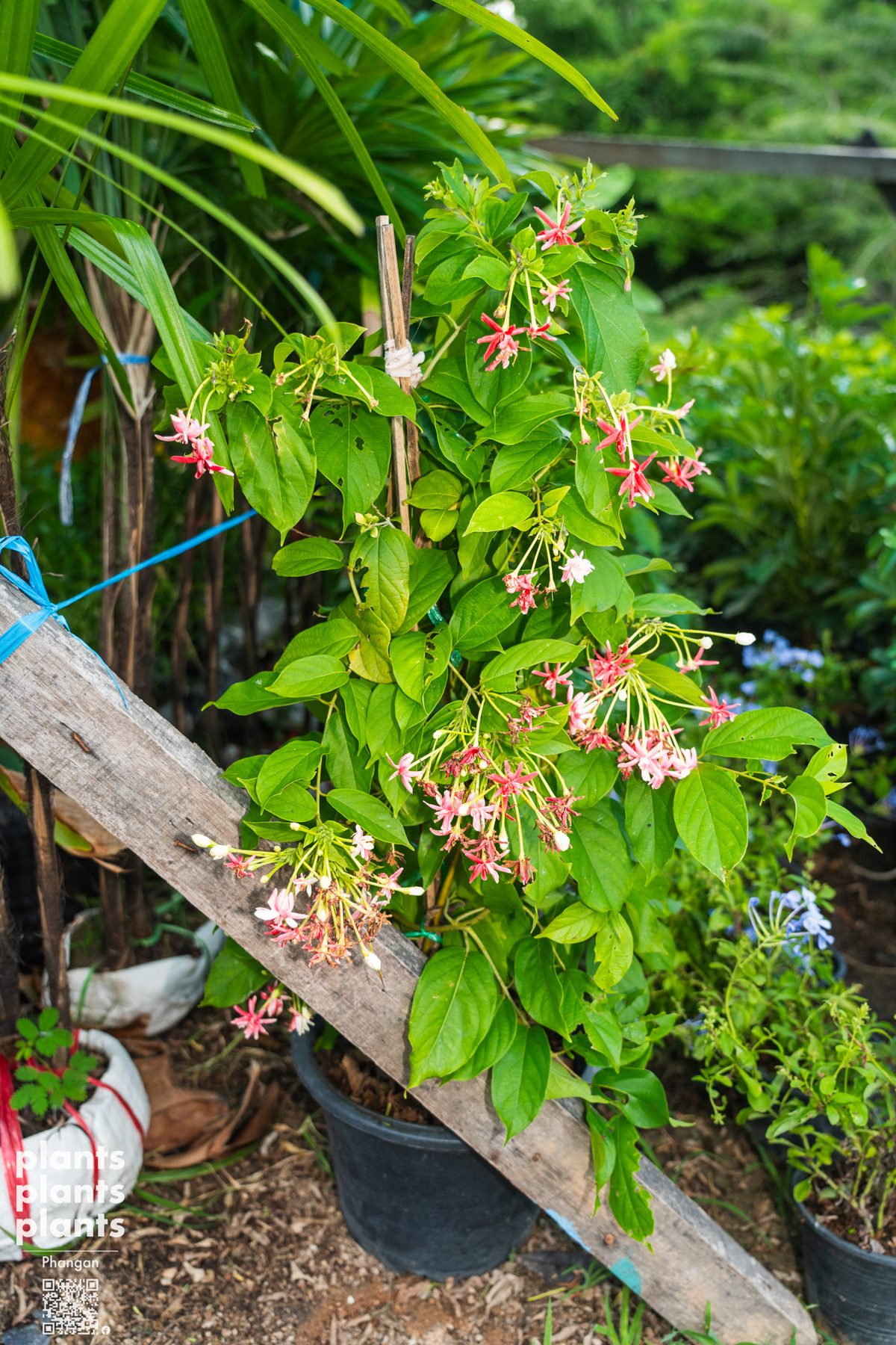 Rangoon Creeper