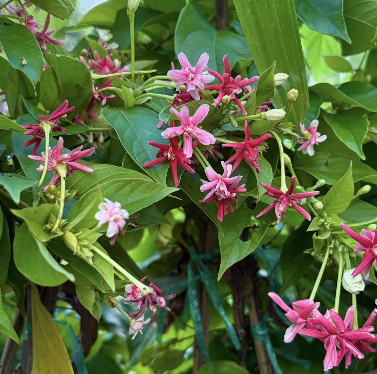 Rangoon Creeper