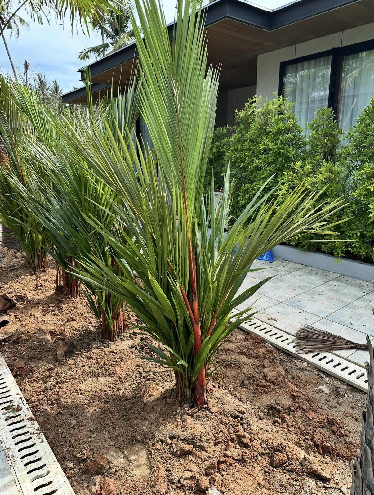 Red Lipstick Palm
