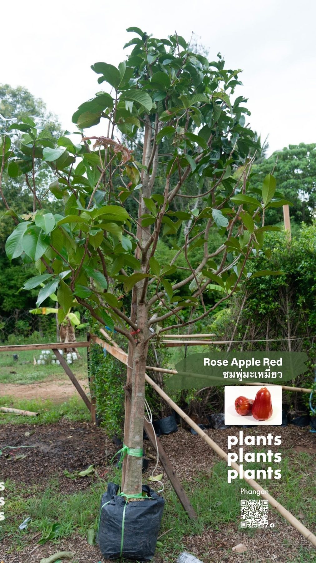 Rose Apple (red)