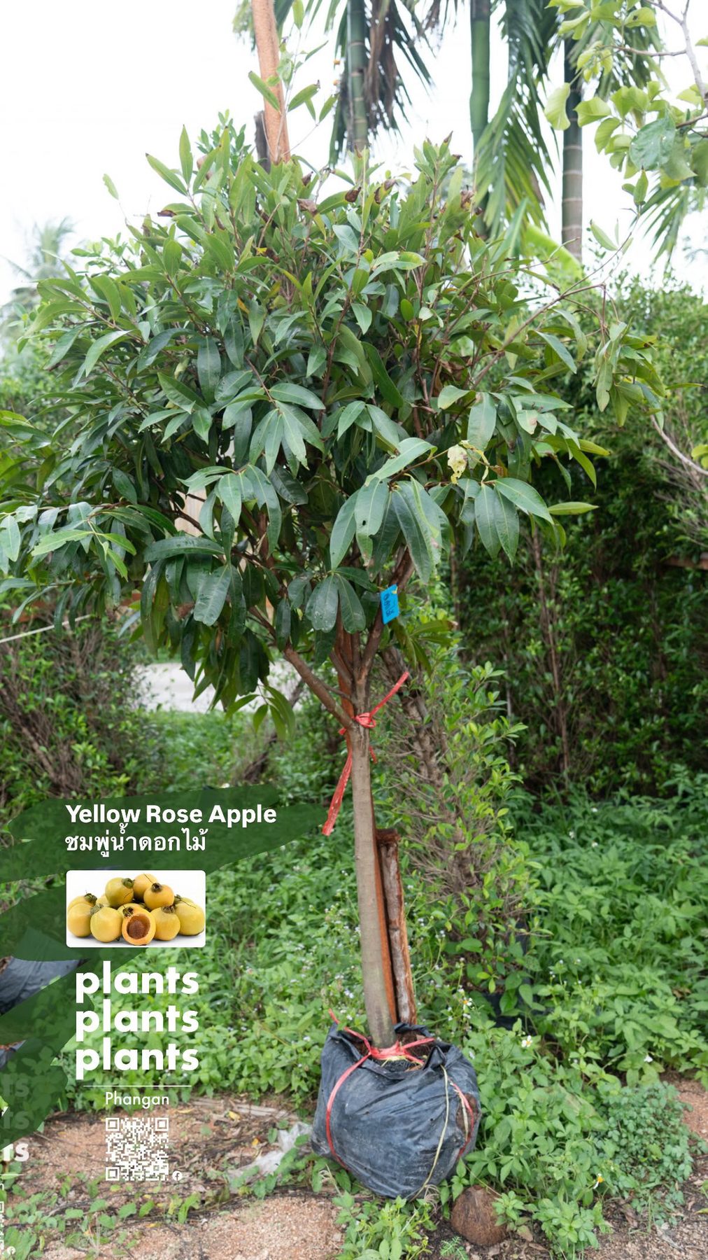 Rose Apple (yellow)