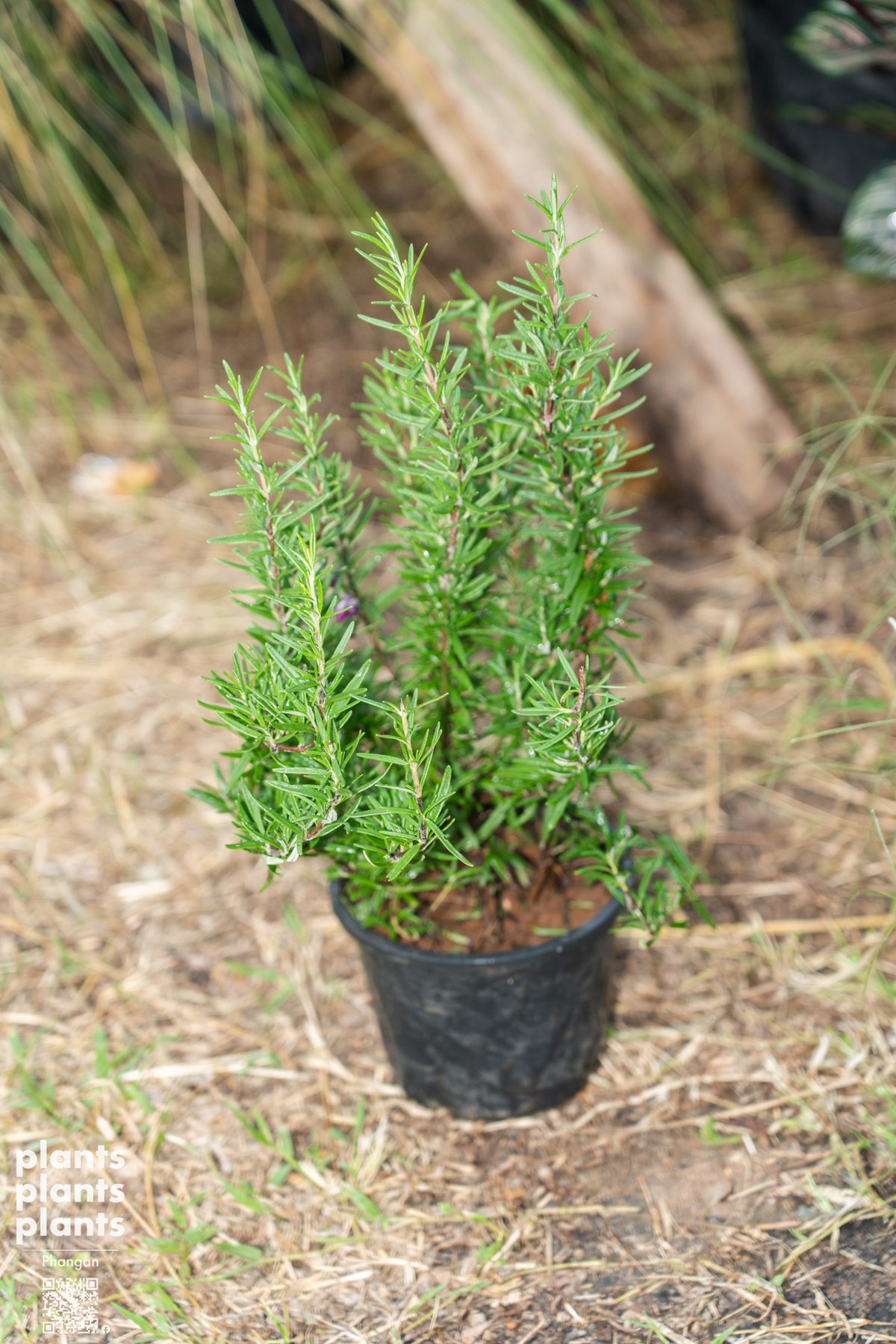 Rosemary