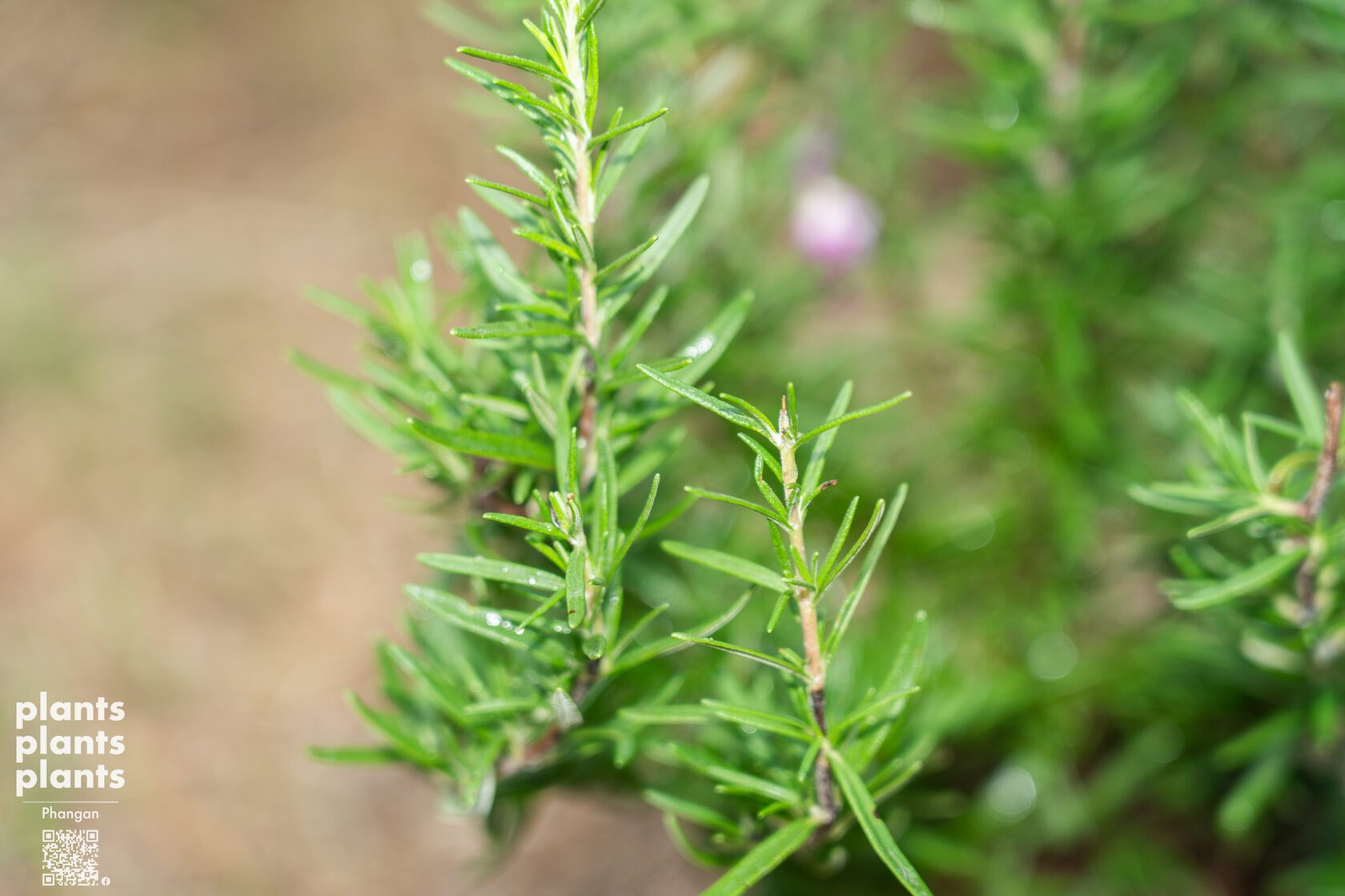 Rosemary