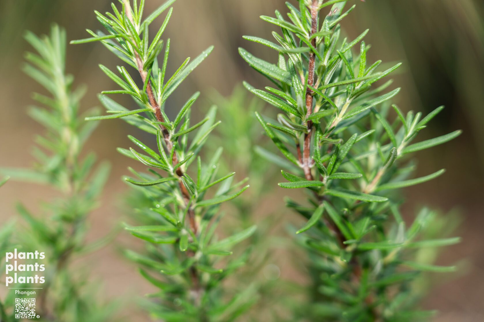 Rosemary