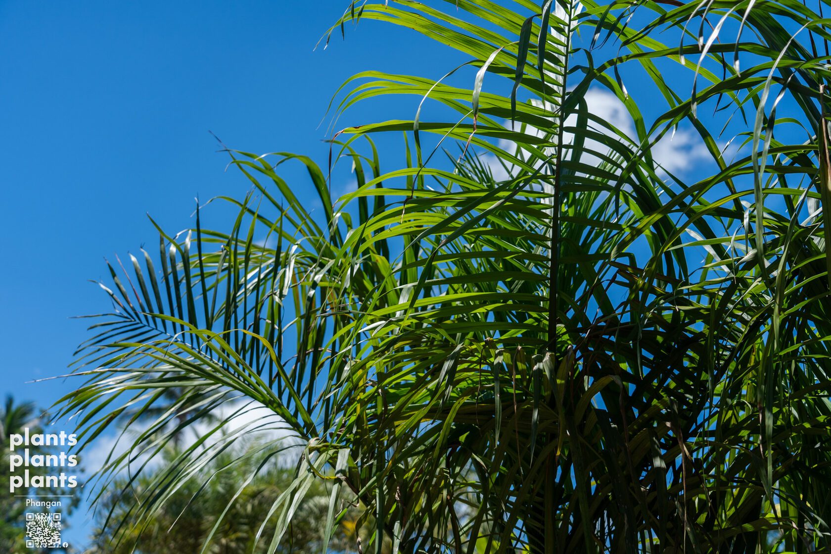 Royal palm