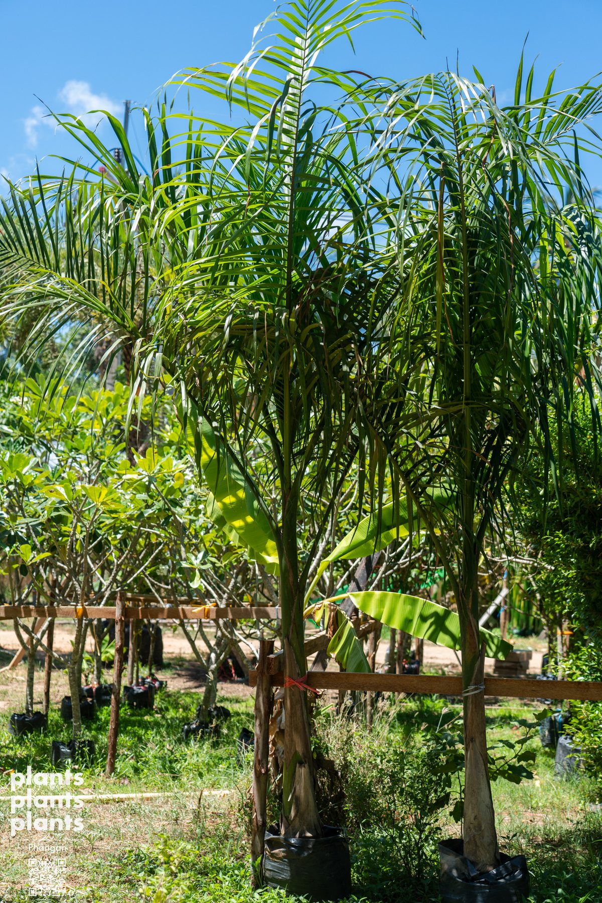Royal palm