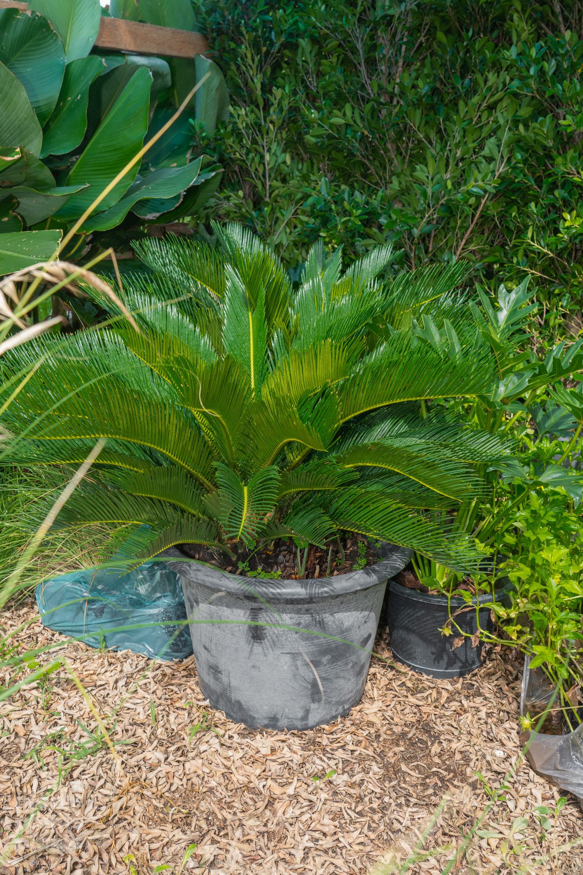 Sago Palm (Japanese)