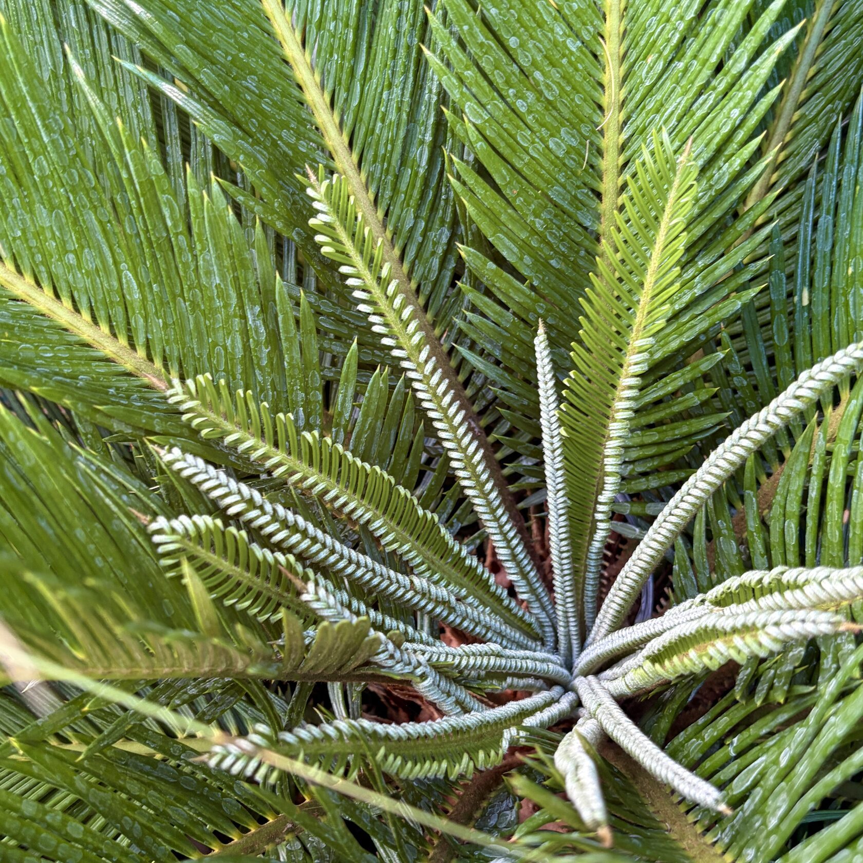 Sago Palm (Japanese)