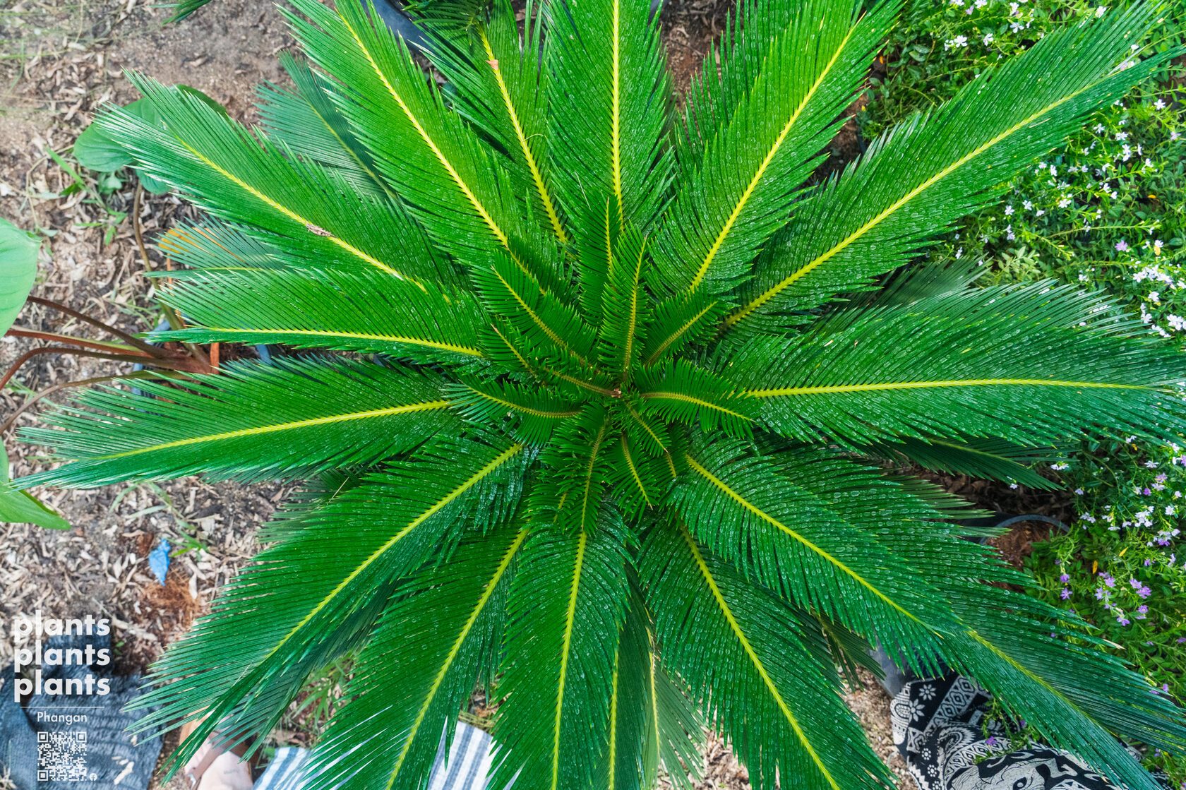 Sago Palm (Japanese)
